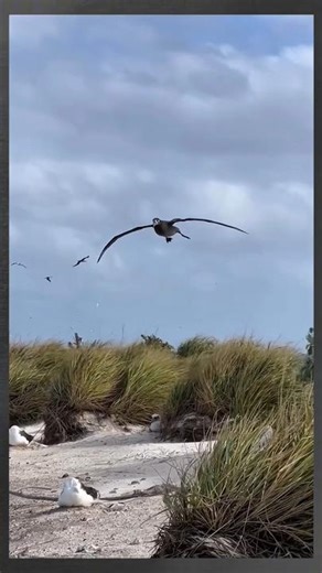 Dinamik Süzülme (Dynamic Soaring) - Donanımın verdiği özgüven - Bilgi yorumda #shorts #short