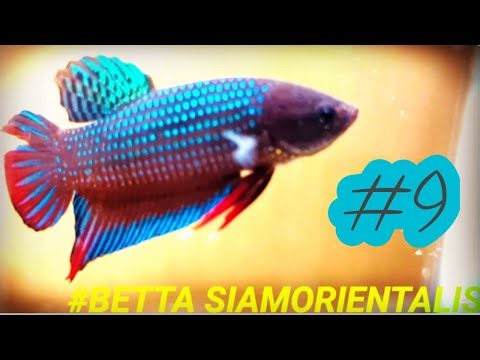 Betta siamorientalis 🐠 | Rare Wild Betta from Thailand | Natural Color Siamese Fighting Fish