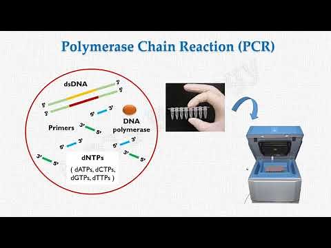 La técnica de PCR explicada paso a paso