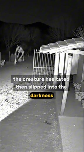 #caughtoncctvcamera #horror #night #unexplained #farm #creepystories #skinwalker