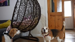 7K views · 772 reactions | One of the best parts of being a dog owner nad father is finding fun and constructive games for dogs and children. Playing games with your dogs and kids is a great way to keep them active, busy, and out of trouble. And best of all it’s a lot of fun :D | Charlie the beagle and Laura Olivia | Facebook