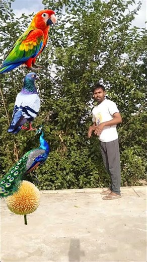 Duck, Peacock, pigeon & Parrot - Bird name magic video #short #birds