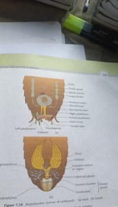 The image shows the reproductive system of a cockroach, with di... | Filo