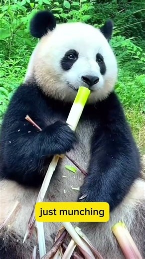 🐼 Panda Eating Bamboo Shoots | The Cutest Panda ASMR Ever! 🎋💚