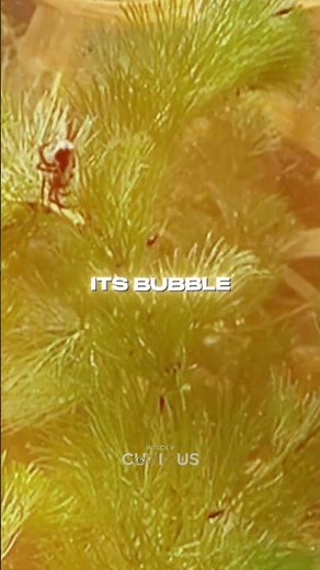 The Spider That Lives UNDERWATER?! 😱🕷️ | Diving Bell Spider