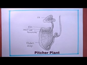 How To Draw Pitcher Plant Step By Step/Pitcher Plant Drawing