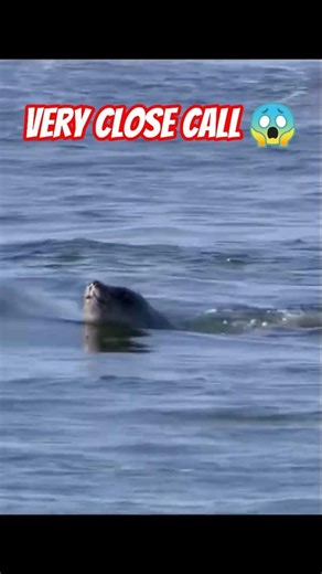 BABY Elephant Seal Battling Raging Waves! 🌊 #wildlife
