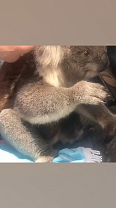 A classic 🎙 #koala #ozzymanreviews | Ozzy Man Reviews