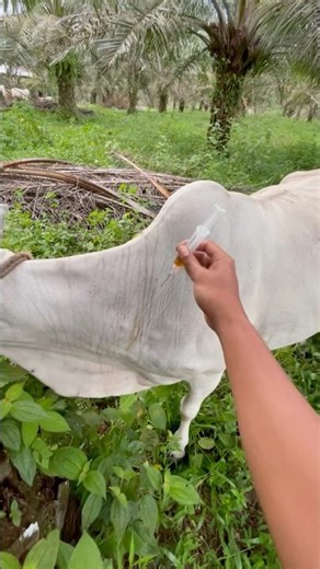 Penyuntikan induk sapi pasca melahirkan #cow #animals #trending #shorts
