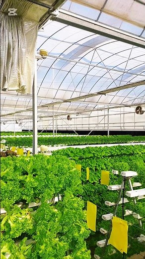 Hydroponic Lettuce Farming – The Future of Agriculture! 🌱 #hydrophonic #greenhouse #lettucesalad