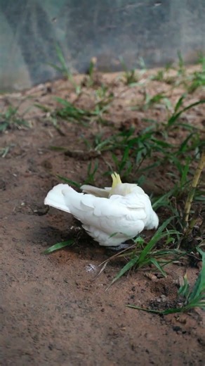 Beautiful Cockatoo Playing 🐦💛