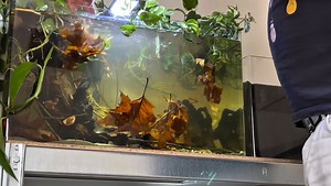 What a stunning setup!Big appreciation to @aquariumoasis for sharing this setup and showcasing the hygger HG099 filter🙌🐠 👉https://www.hygger-online.com/product/hygger-crystal-aquarium-filter/?ref=affiliate | Hygger Aquarium