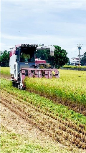 yanmar chain harvester 🌾 #shorts #paddyharvester #agriculture