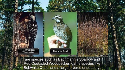 What Does Restoration Look Like? This great video on shortleaf pine restoration is part of a series celebrating the mid-point of the Grandfather Restoration Project to provide folks with an inside view into what restoration looks like in the forest. The Grandfather Restoration Project, part of the Forest Service's Collaborative Forest Landscape Restoration Program, is an 8-year project to restore 40,000 acres of forest on the Grandfather Ranger District. In the past 4 years, Forest Service manag