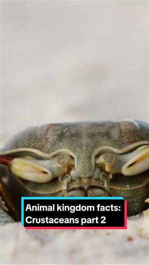 Animal kingdom facts: Crustaceans part 2! #didyouknow #didyouknowseries #mantisshrimp #fyp #animalkingdomfacts #animalsoftiktok