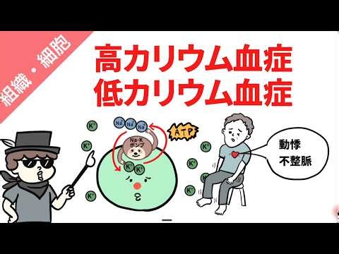 高カリウム血症と低カリウム血症（病態・原因・症状）