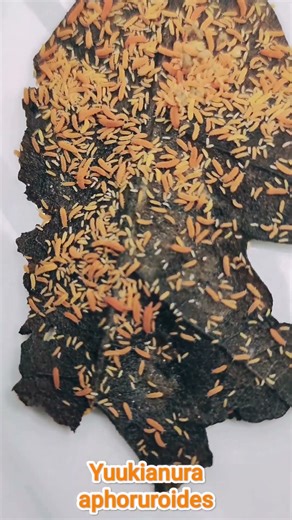 Yuukianura aphoruroides springtails on an oak leaf #Shorts