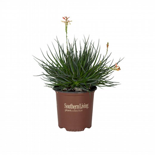 Safari Sunrise Aloe - Pink Flowering Aloe