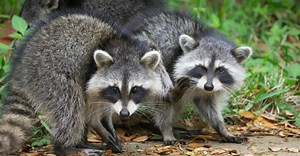 "Raccoons Kept Getting Into My Garbage ... Here's 9 Ways I Learned To Keep Them Away"