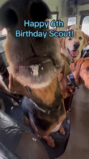 123K views · 10K reactions | Happy 6th Birthday Scout!  Wisco Meats | K9 Konvoy | Facebook
