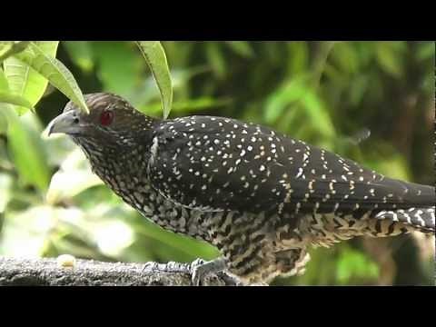 Asian Koel (Koha)
