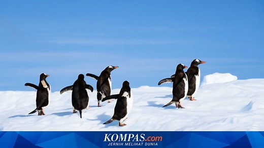 9 Jenis Burung yang Tidak Bisa Terbang, Apa Saja?