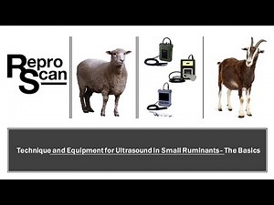 Technique and Equipment for Ultrasound in Small Ruminants - The Basics