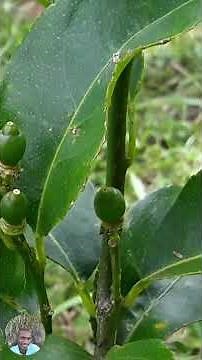 Why You SHOULDN’T Rush Fruit on Young Lemon Trees 🍋