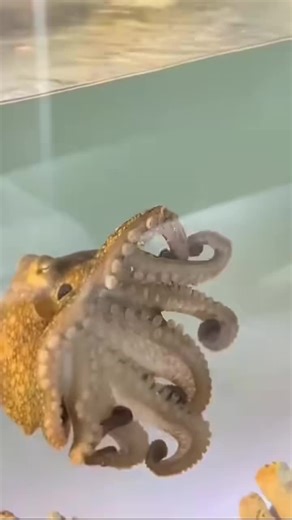 Terrance the Octopus Surprises with 50 Hatchlings