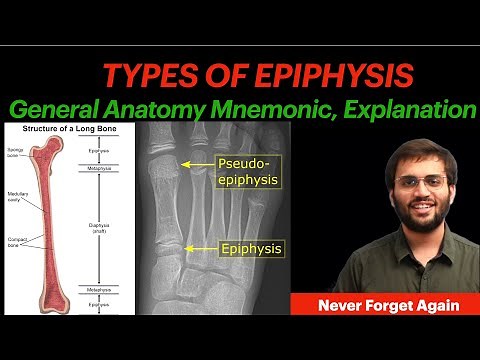General Anatomy Types of Epiphysis | Mnemonic & Explanation | Anatomy