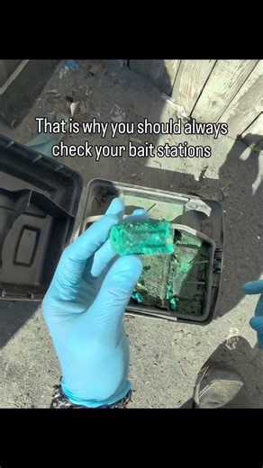 This is why you should always check your bait stations… Rodent bait stations are one of the most