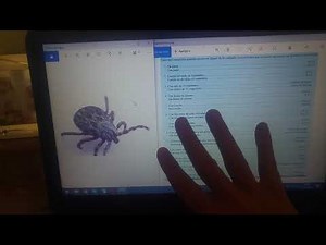 Como utilizar una clave dicotómica (ejemplo invertebrados 1º E.S.O)