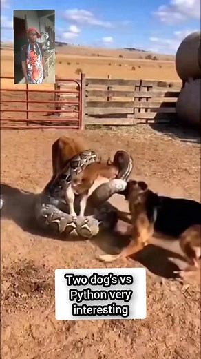 75K views · 622 reactions | Two dog's vs python very interesting #videoviralシviralシ2025 #reelschallengereelschallenge #reelsvideoシ #videoreelsシ #viralreelschalleng #viralreels #trendingreel #comedy #comedia #trend @topfans | Mr Solution comedy | Facebook