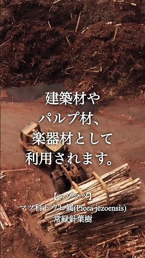 北海道で見られる針葉樹①