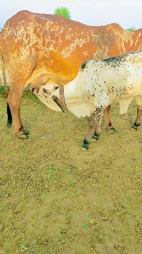 Mother Cow and Calf Nursing in Nature