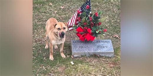 Ky. animal shelter seeking information about dog that visits same gravestone every day