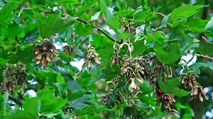 Tatar Maple Acer Tataricum Tree Foliage and Fruits Seed Floaters
