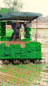 1K reactions · 35 shares | dhan laganor automatic machine  . . . . . . . . . #shorts #ricetransplanter #agriculture #paddytransplanter #farming #ricefarming #kubota #agriculturemachine #agriculturalmachinery | 혽홡홪홚 혾홝홚홢홥 | Facebook