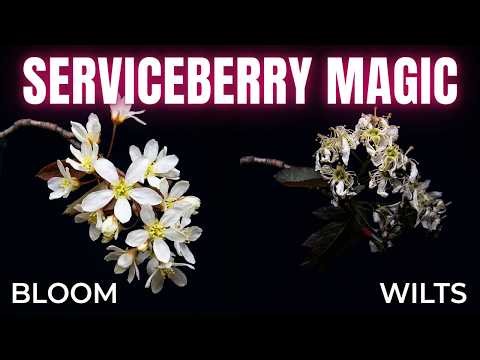 Serviceberry Timelapse – Amelanchier Flowers Blooming in Spring 🌸