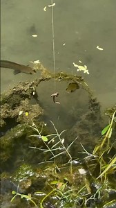 PEMANCINGAN INI LAGI PRANK IKAN GABUS #shortvideo