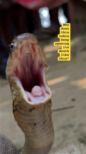 Why Does This Cobra Keep Doing This? 😳🐍