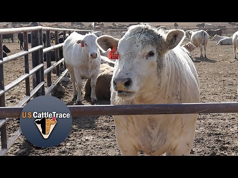 Using an EID System on Your Cattle Operation