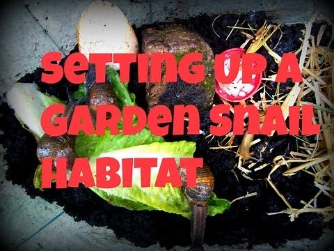 Setting Up A Garden Snail Habitat! | RosieBunneh