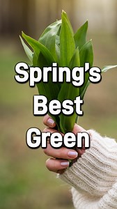 Here’s the first of my Top 5 Spring Greens for Beginners and Health! I’ll share the rest each day over the next few days. For those of you who can’t wait, I have already published the long version of this video featuring all 5! Spring has officially sprung regardless of which metric you use, and it’s a great time to kickstart your foraging hobby. These plants are a great place to start, being easy to identify, common, and very good for you! #foraging #wildfood #spring #nature #bushcraft #health 