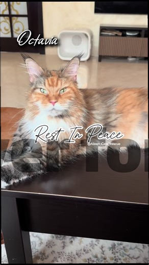 --- 💔🐾 Octavia, you're gone but forever in my heart A sweet memory, a loving soul, a heart that's torn apart Pneumonia took you fast, left me with tears I'll love you forever, through all my years #RIPOctavia #FelineLove #RescueLife #Heartbroken #ForeverInMyHeart
