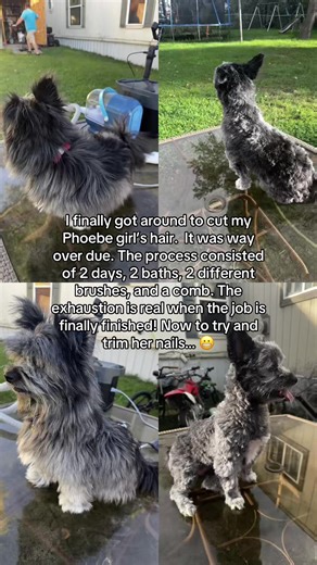 #athomehaircut #pomeranian #havanese #havapom #mybabydoggy