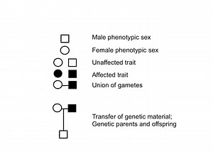Gender-Inclusive Pedigree Charts — Gender-Inclusive Biology