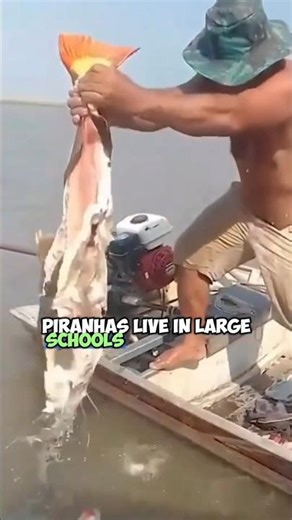 Piranhas Encounter Crocodiles in Amazon Rivers