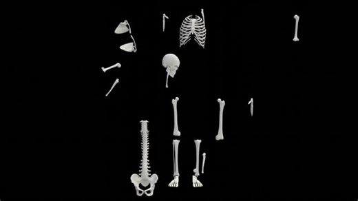 Skeleton, Bones, Anatomy. Free Stock Video