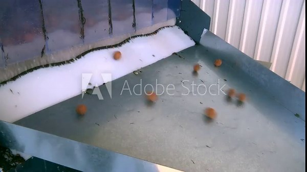 Harvested Walnuts in Processing; Walnut transport and sorting machine
